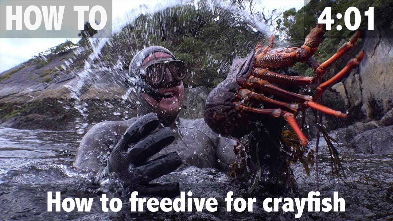 How to Freedive for Crayfish