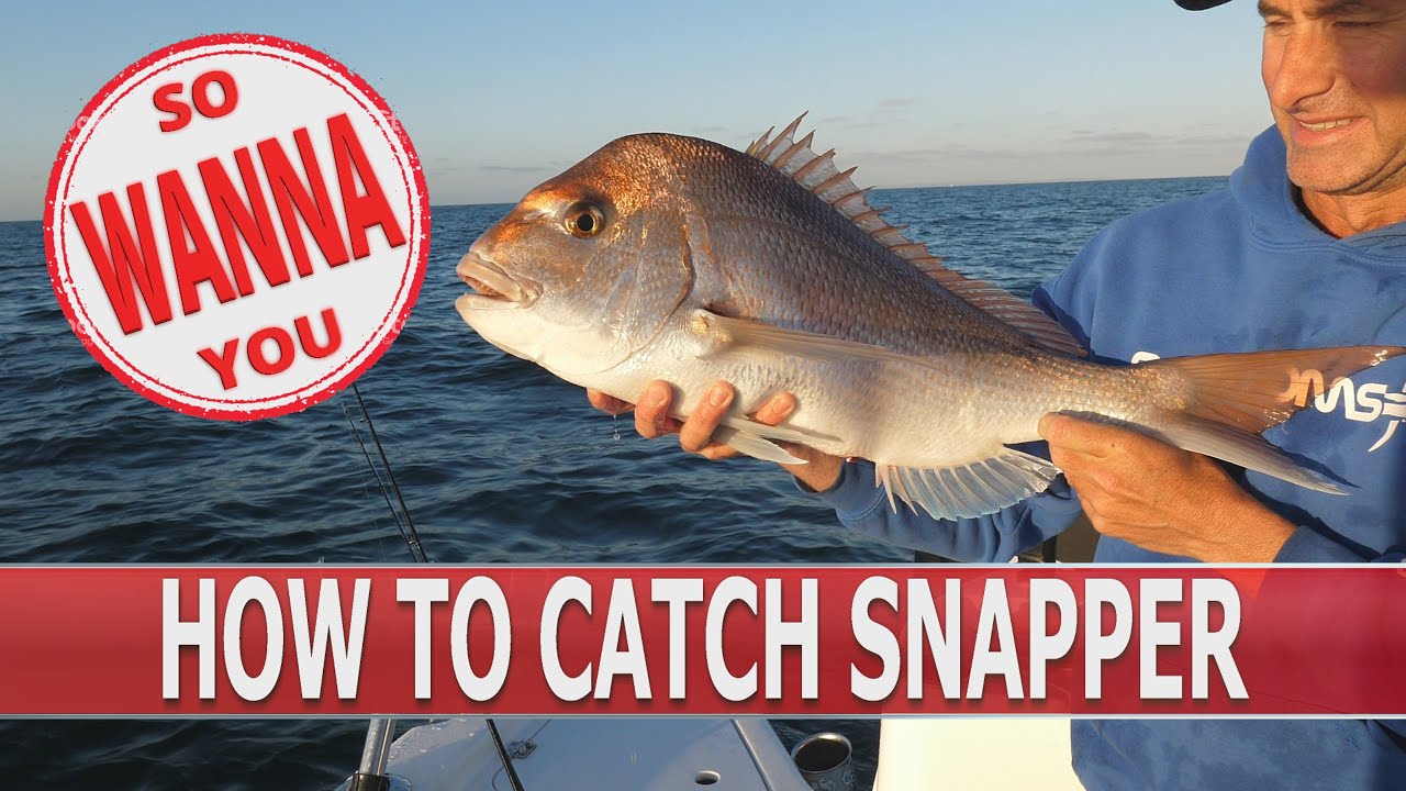 How to catch snapper