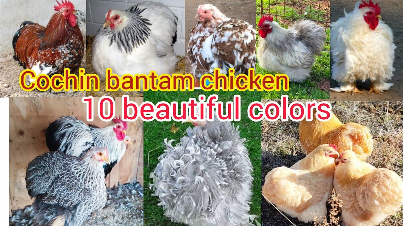 Cochin bantam chicken | Cochin bantam chickens malayalam | 10 beautiful colors of Cochin ,fancy hens