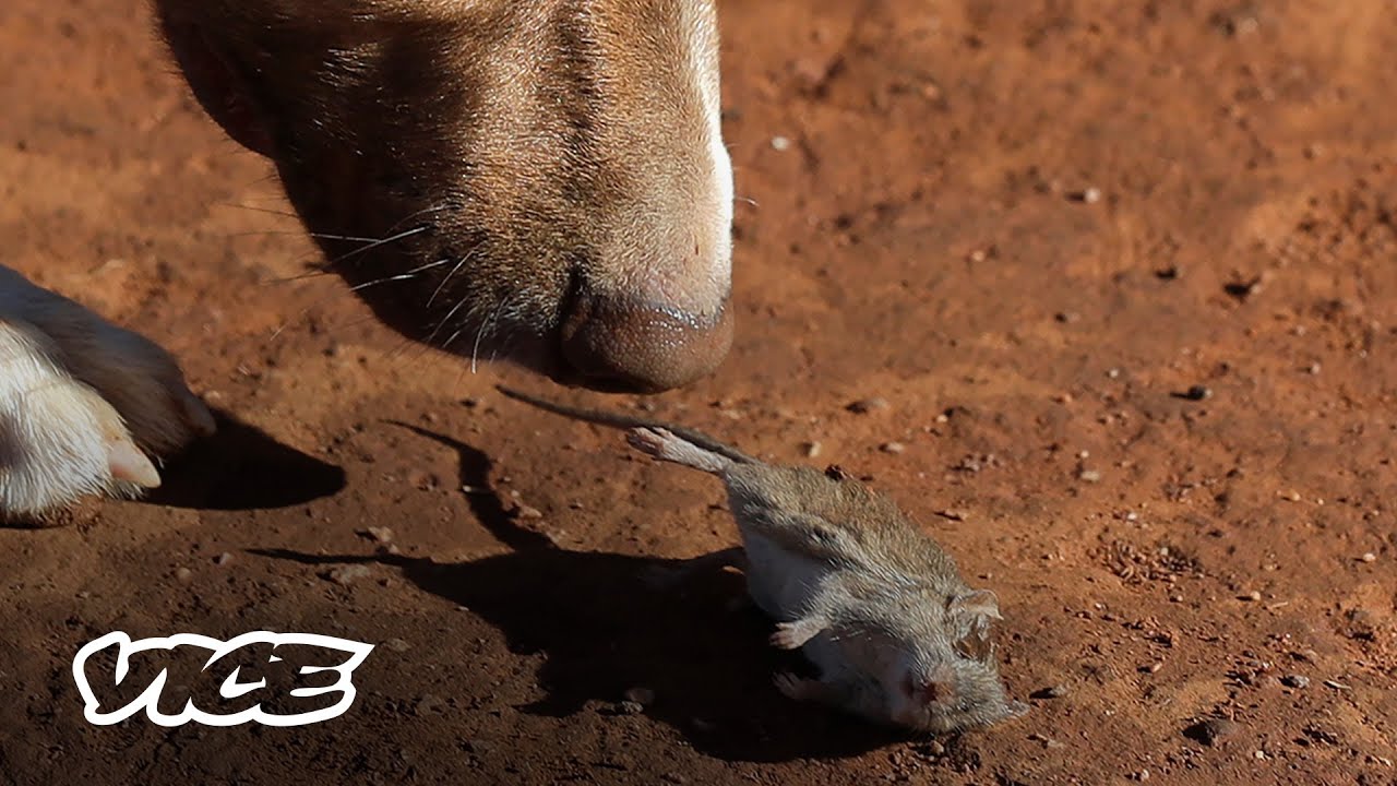 Millions of Mice Are Terrorizing Australia