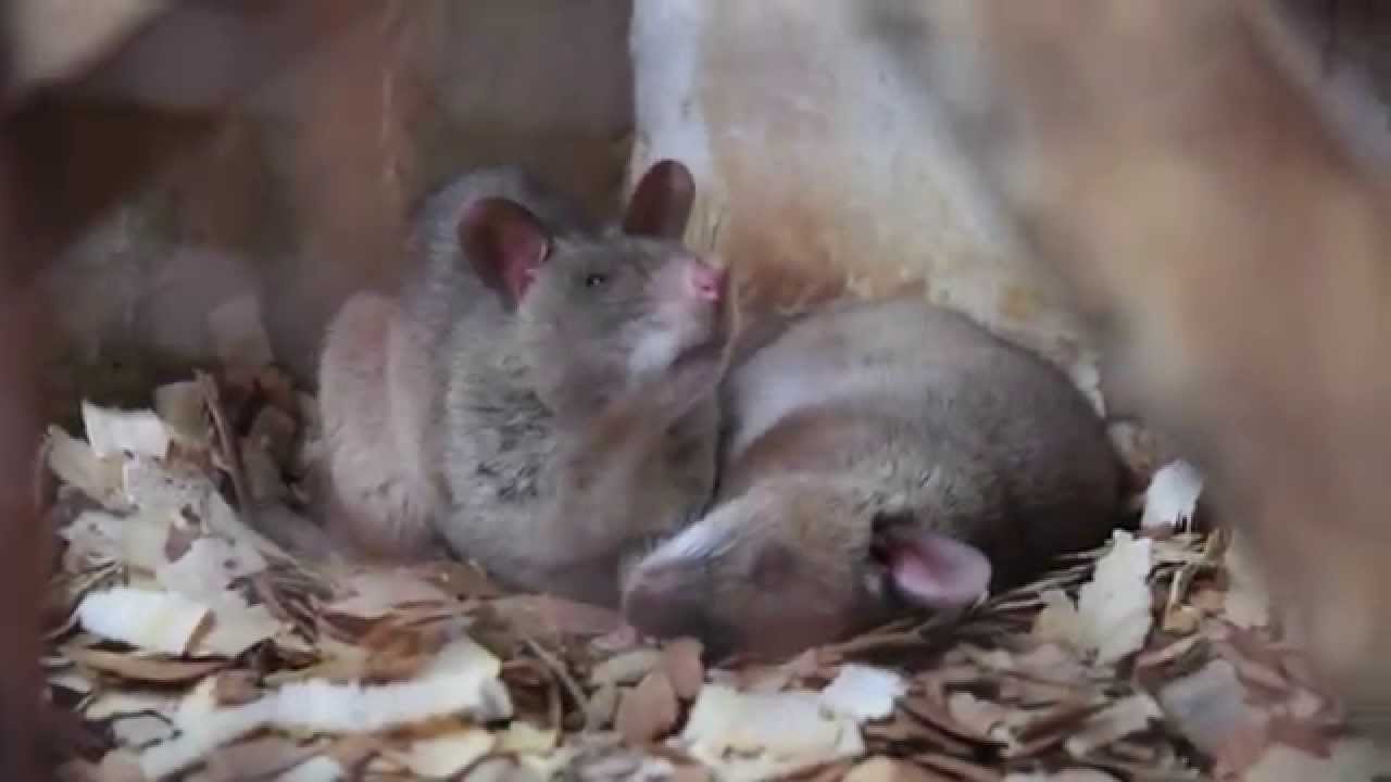 APOPO HeroRATs - Rats detecting Tuberculosis