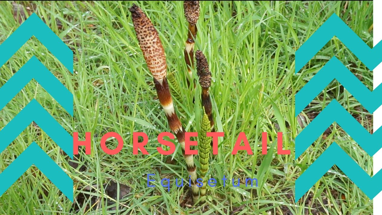 Season 2 Episode 1: Horsetail and Yellow Skunk Cabbage