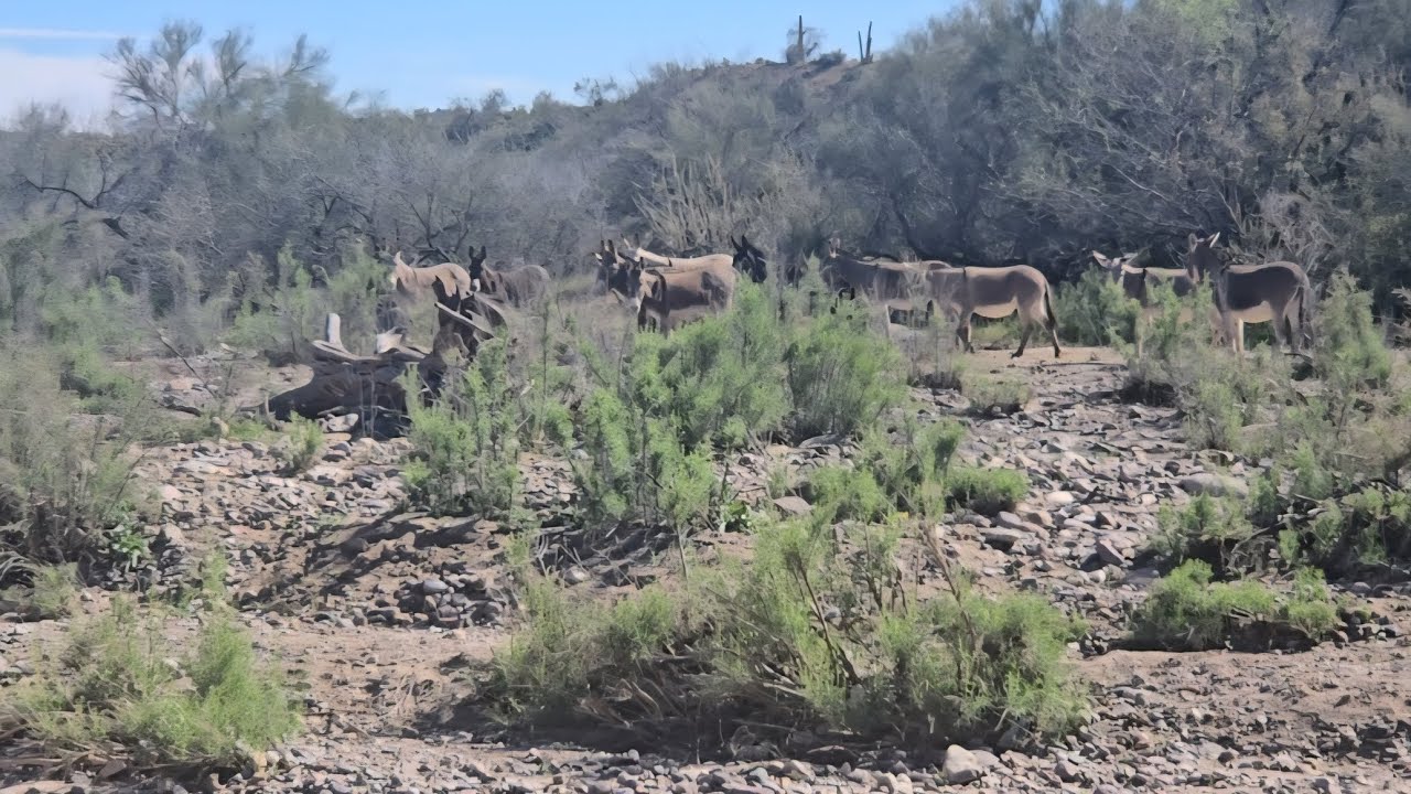 Burros Salvajes en Desierto 