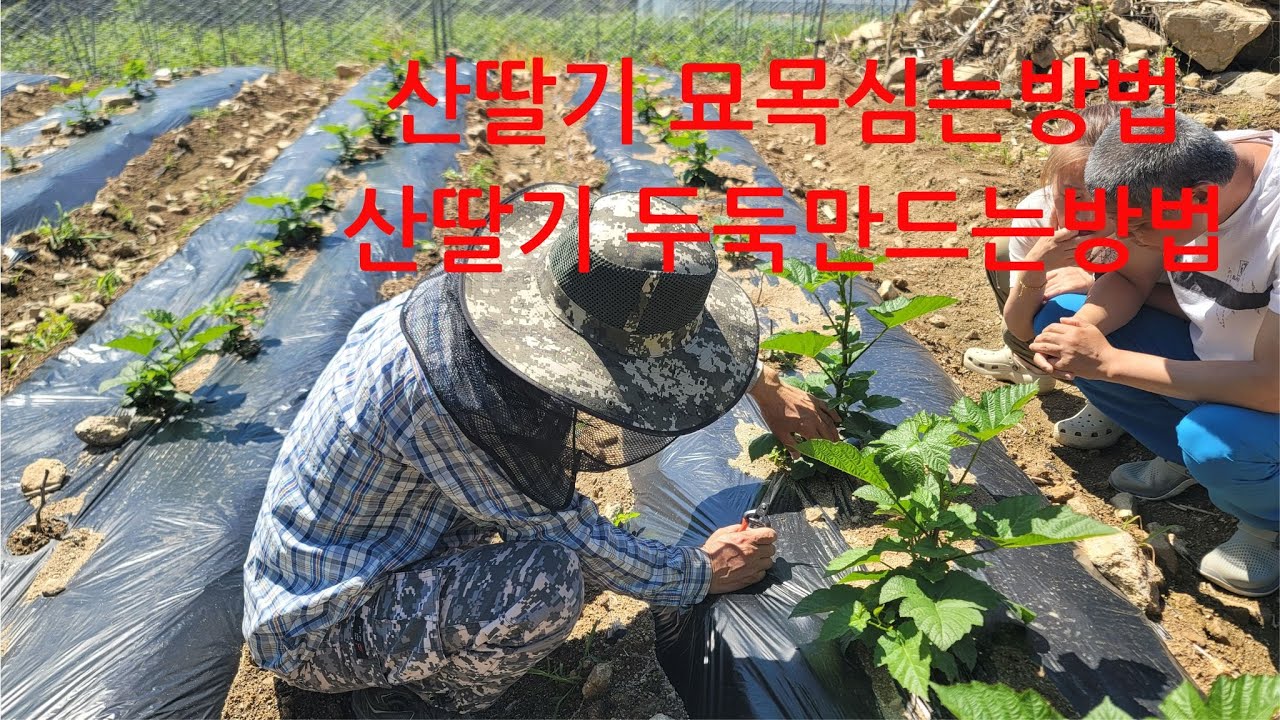 산딸기 묘목 심는방법과 두둑 만드는방법 왕산딸기재배 묘목 심은뒤 비닐 멀칭과 제초메트 까는방법