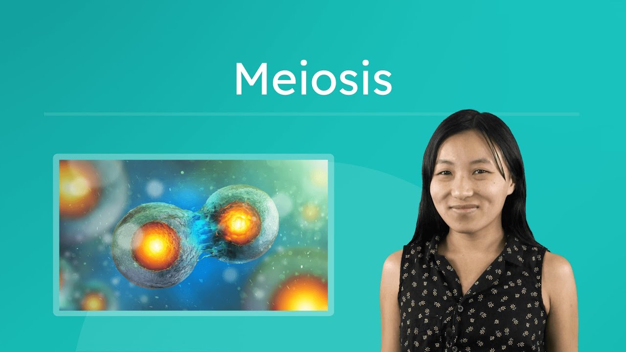 Meiosis - How Genetic Diversity Is Created