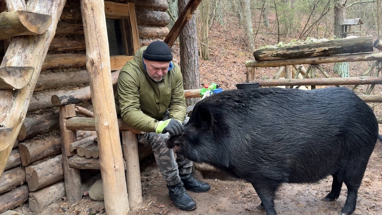Жизнь в глухом лесу вместе с ДИКИМ КАБАНОМ.