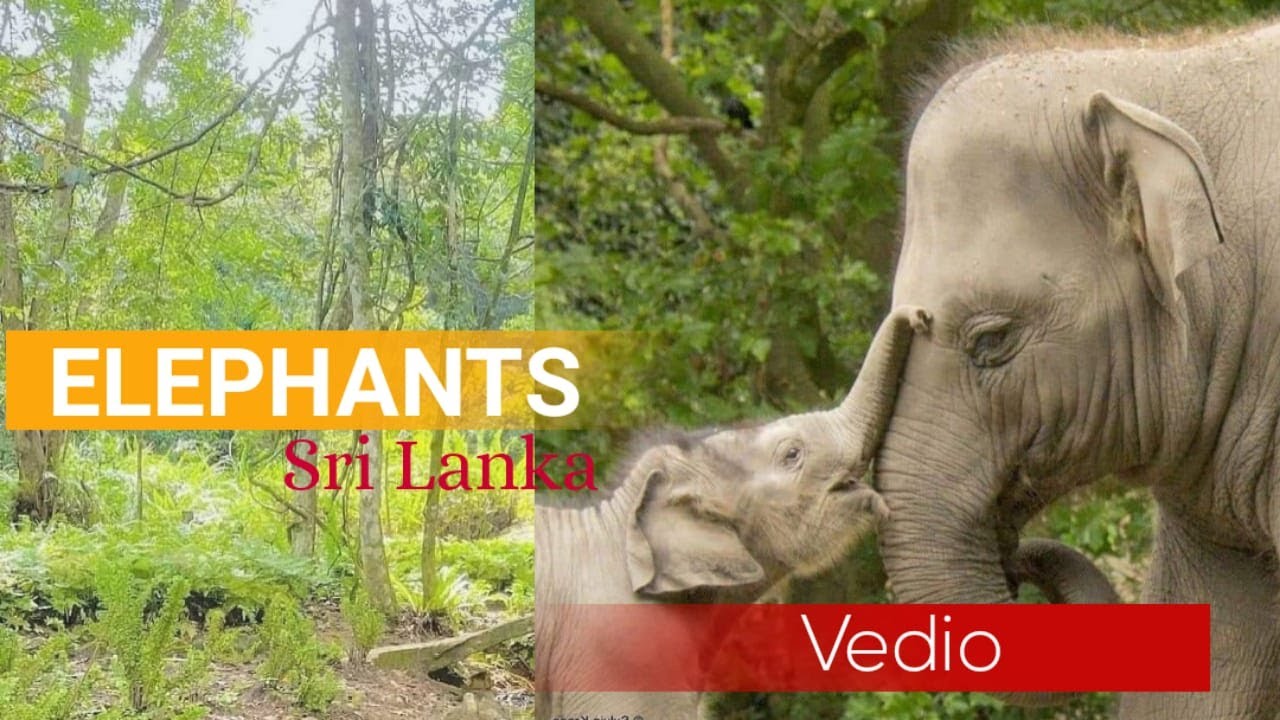 elephant Orphanage Pinnawala | පින්නවල අලි අනාථාගාරය