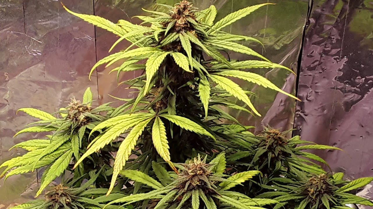 Cannabis Blue Berry Domina Auto Flower