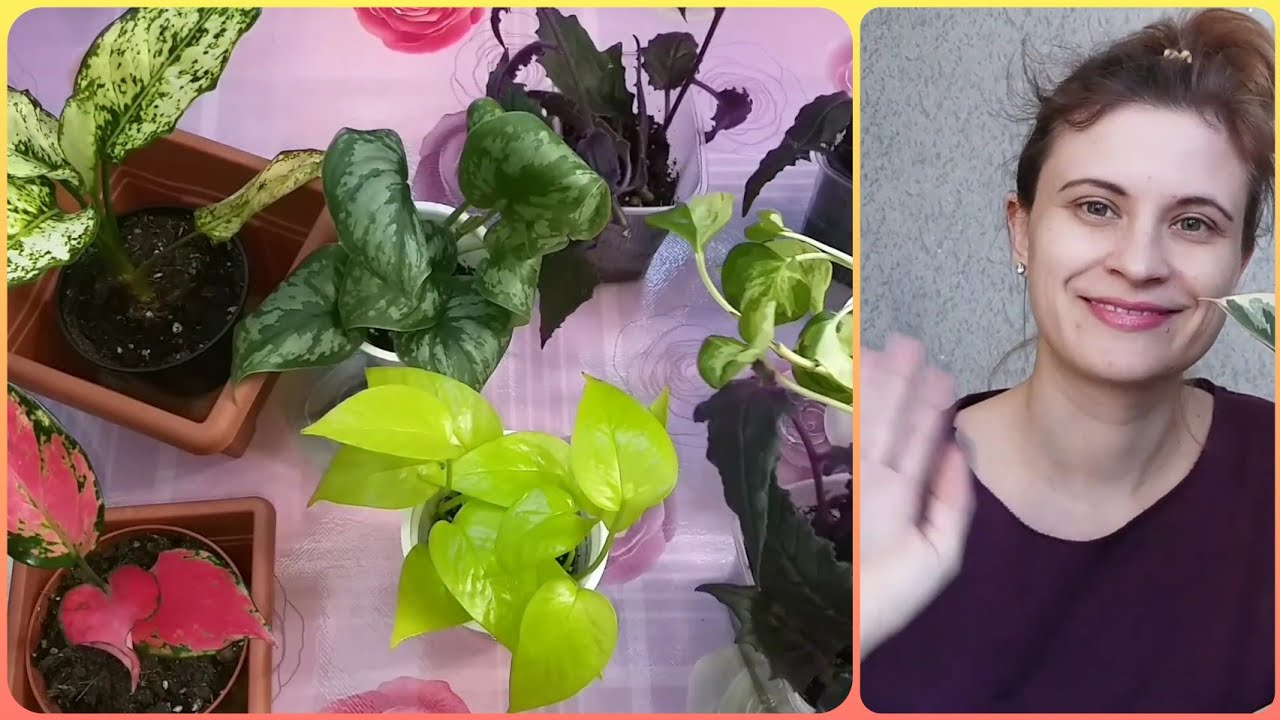 4.5 Новичка!🤣Очень красивые растения😍Цветочные будни🌱Укореняю Гинуру💜Фиолетовый цветок🌿Грунт🌸Дренаж