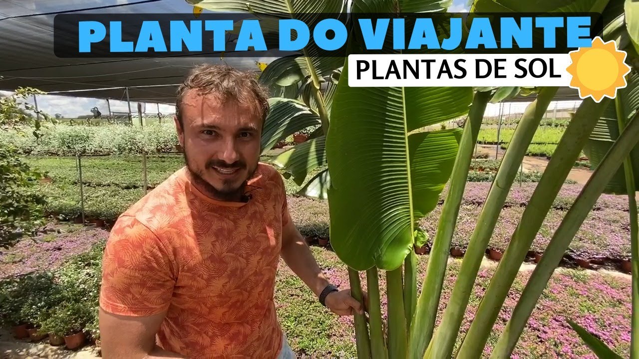 Árvore-do-viajante - Um toque escultural no jardim