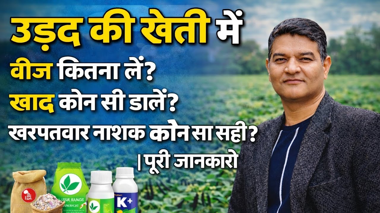 उड़द की खेती में बीज कितना लें? खाद कौन सी डालें? खरपतवार नाशक कौन सा सही? | पूरी जानकारी। उड़द 