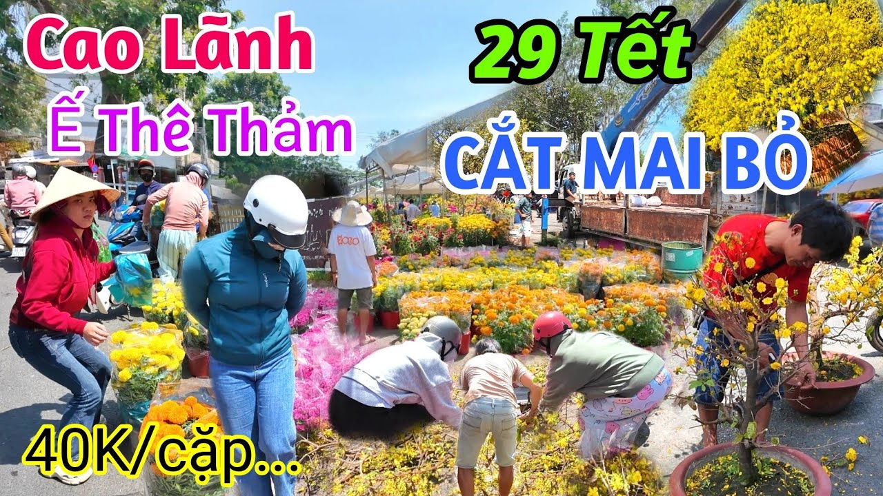 Ế THÊ THẢM 29 TẾT CHẶT MAI BỎ TAN NÁT CHỦ VƯỜN CẨU VỀ SỚM KHÔNG BÁN ĐƯỢC 1 CÂY CHỢ HOA TẾT CAO LÃNH