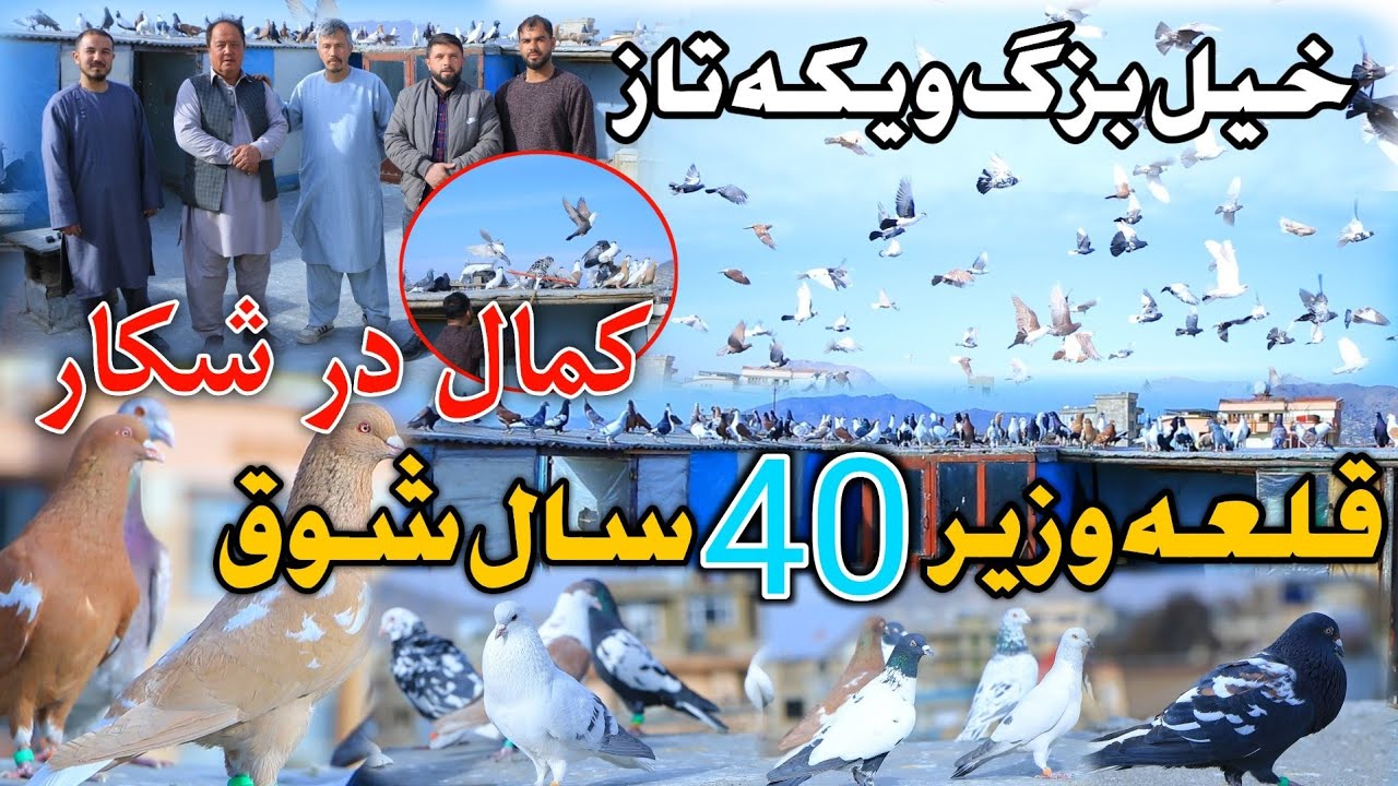 شکار از مهمان | جالبترین کفتر بازی با چندولی ها - شوقی های کاکه و عیار || Wazha Maihan