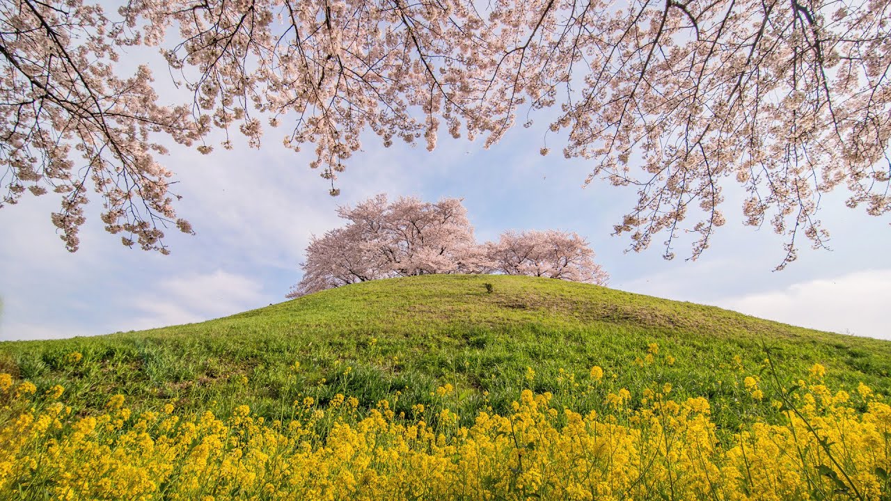 [ 4K UltraHD ] さきたま古墳の桜 - Cherry Blossom Trees on a Hill - (shot on Samsung NX1)