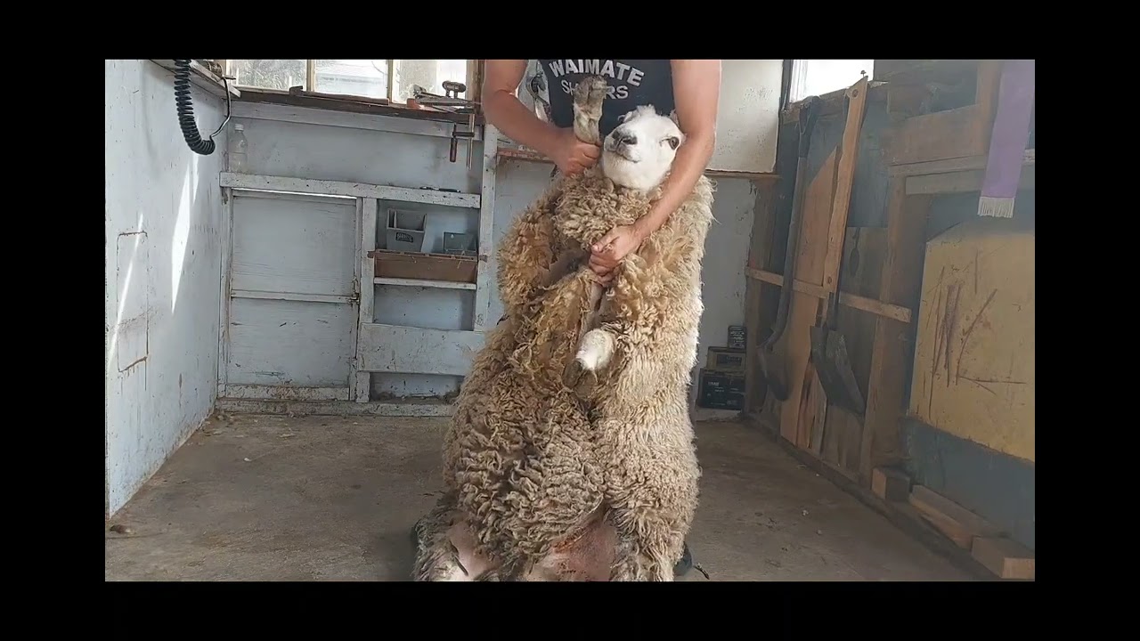 How to Shear the Belly and Crutch with Blade Shears(hand shears)