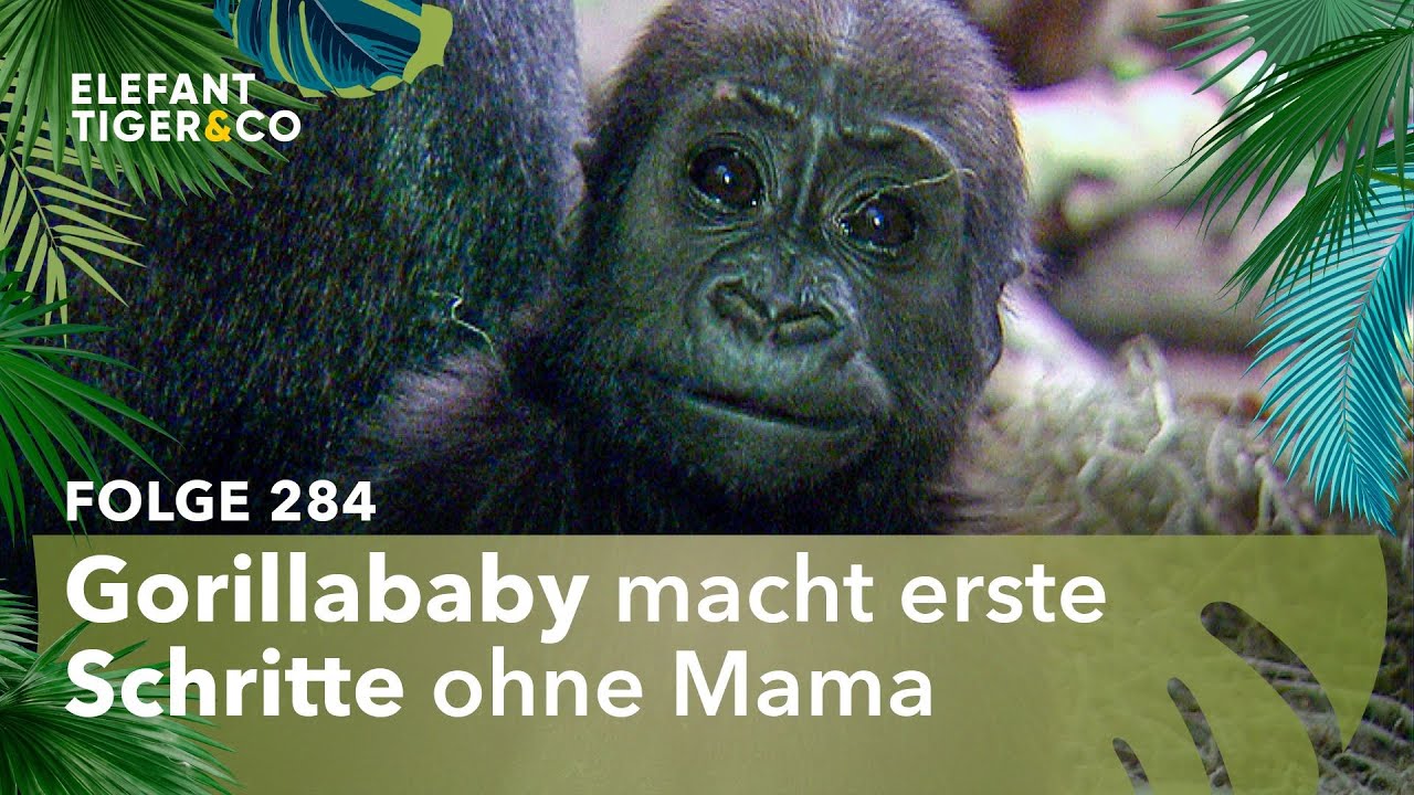 Kleiner Gorilla wird langsam flügge (Folge 284) | Elefant, Tiger & Co. | MDR