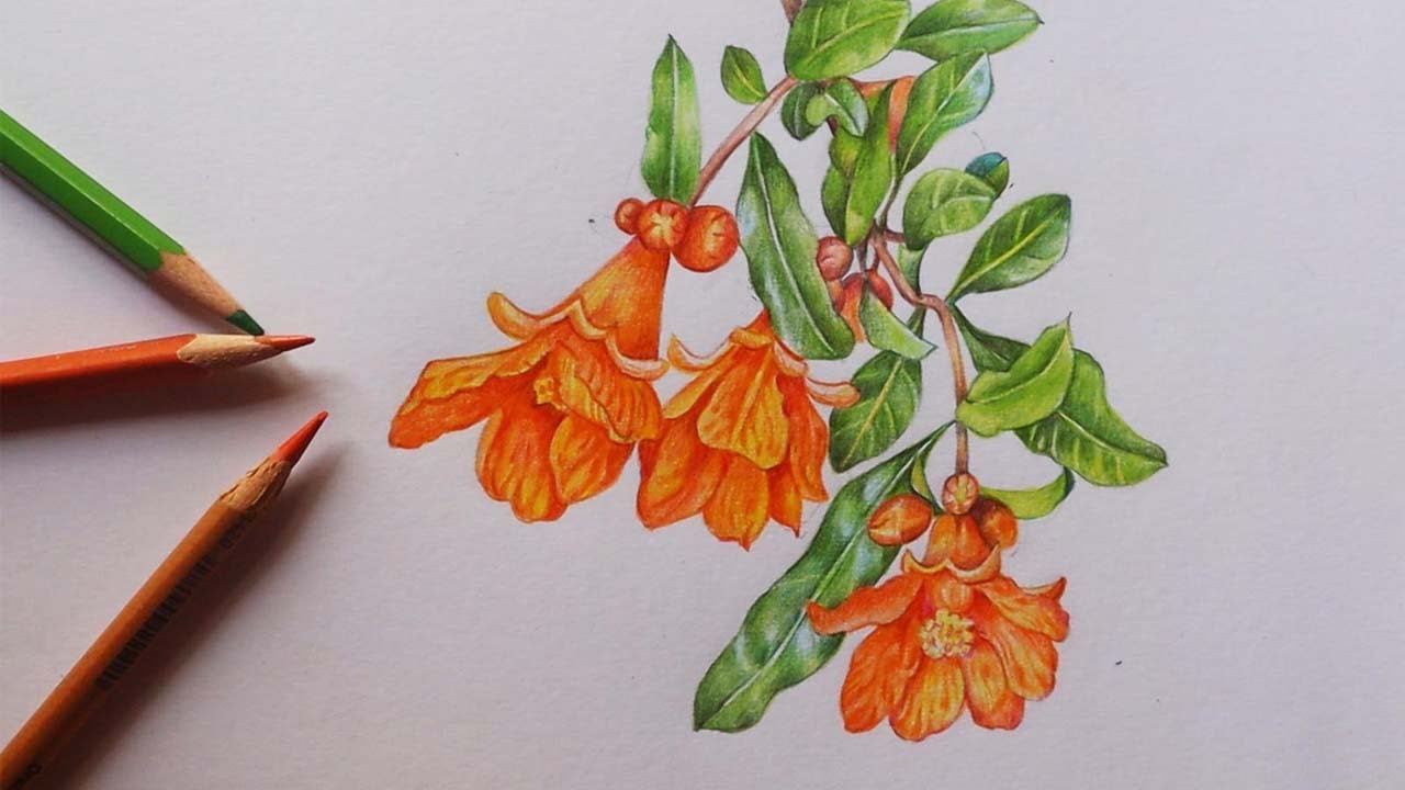 Drawing Pomegranate flowers | Colour pencil drawing