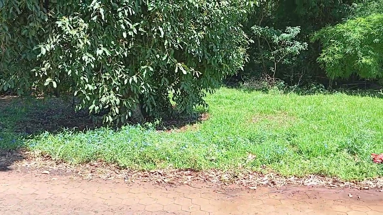 Parque dos lagos Antônio scarpellini 