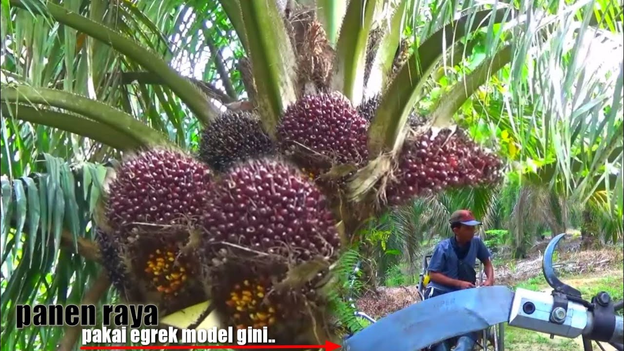 AYO LAWAN..!! PANEN SAWIT UNGGUL PAKAI EGREK PALING TAJAM || PANEN MAKIN MUDAH