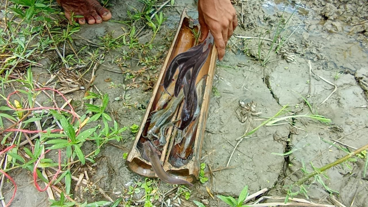 How to fish with bamboo (bamboo fish trap), fishing video, fish, fishing, fish of bd,