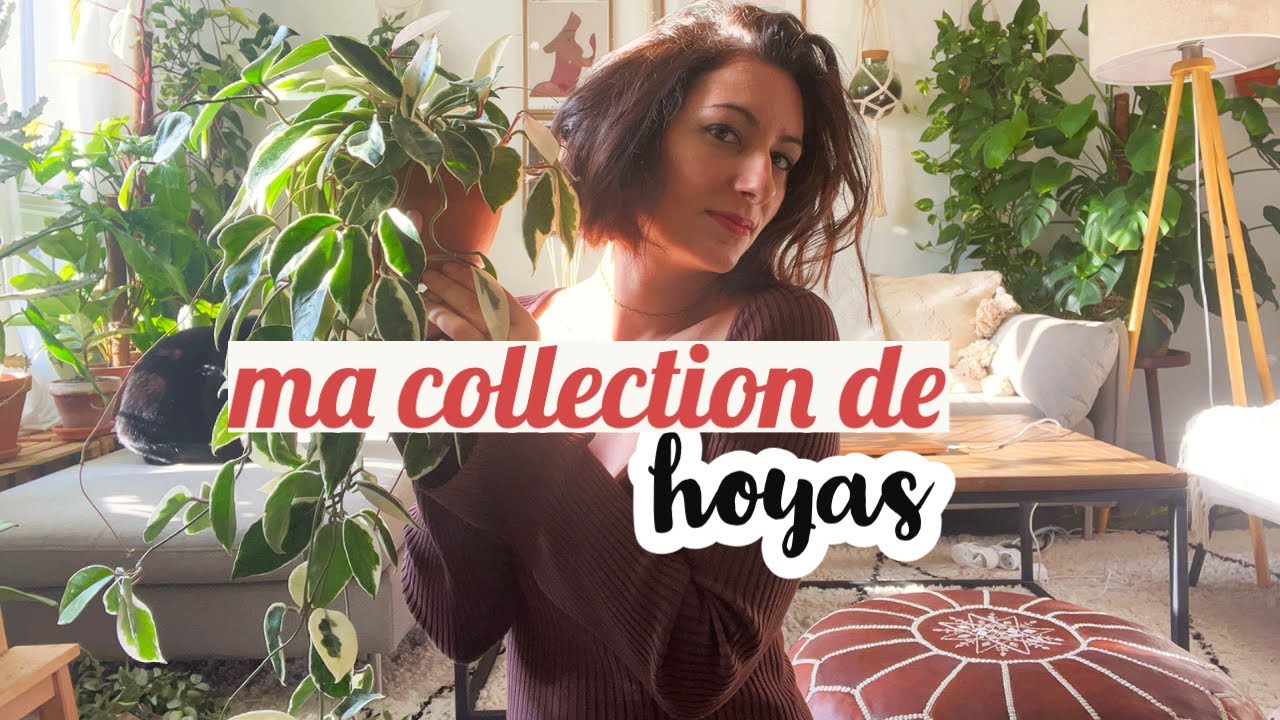 Je vous présente tous mes hoyas ! 🌿