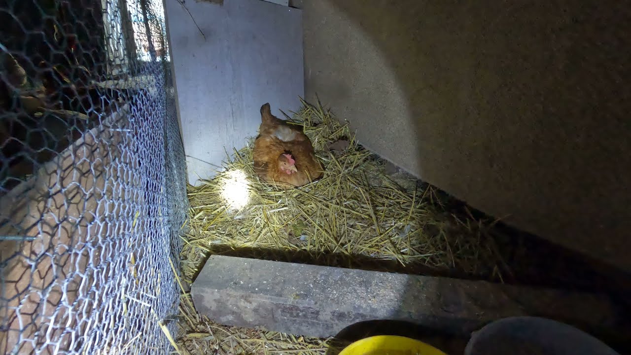 Brooder hen Alfa 01 01 2022