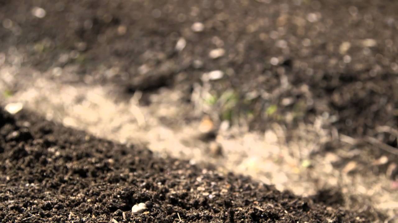 Tips for Planting Vegetables in Late Summer - Martha Stewart