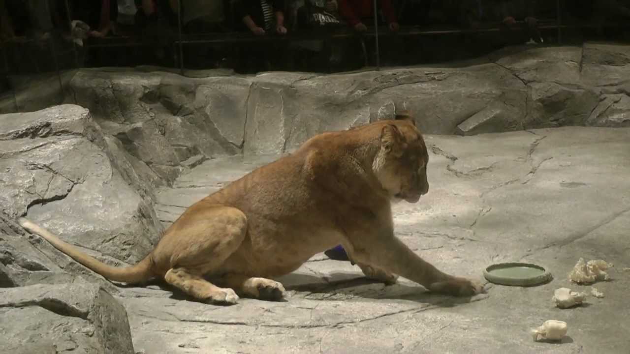 The Lion Habitat at MGM Grand (Las Vegas)