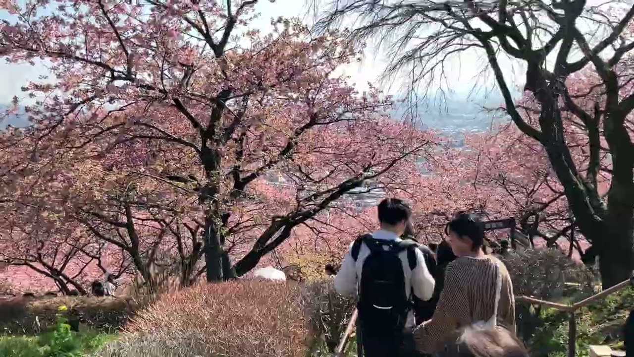松田さくら祭り