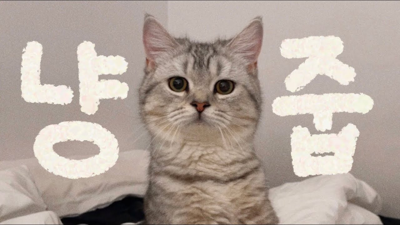 VLOG | 유기묘 구조 브이로그 | 집앞에서 말 많은 고양이를 주웠다..😔(임시보호, 첫 목욕하기, 동물병원 검진)