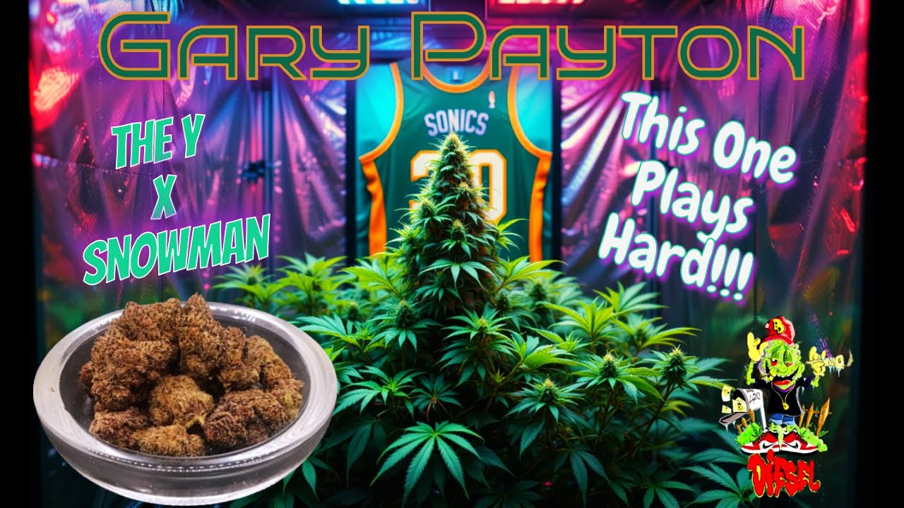 Trying Diesel Dispensary Gary Payton THCa Flower - Still On Point!