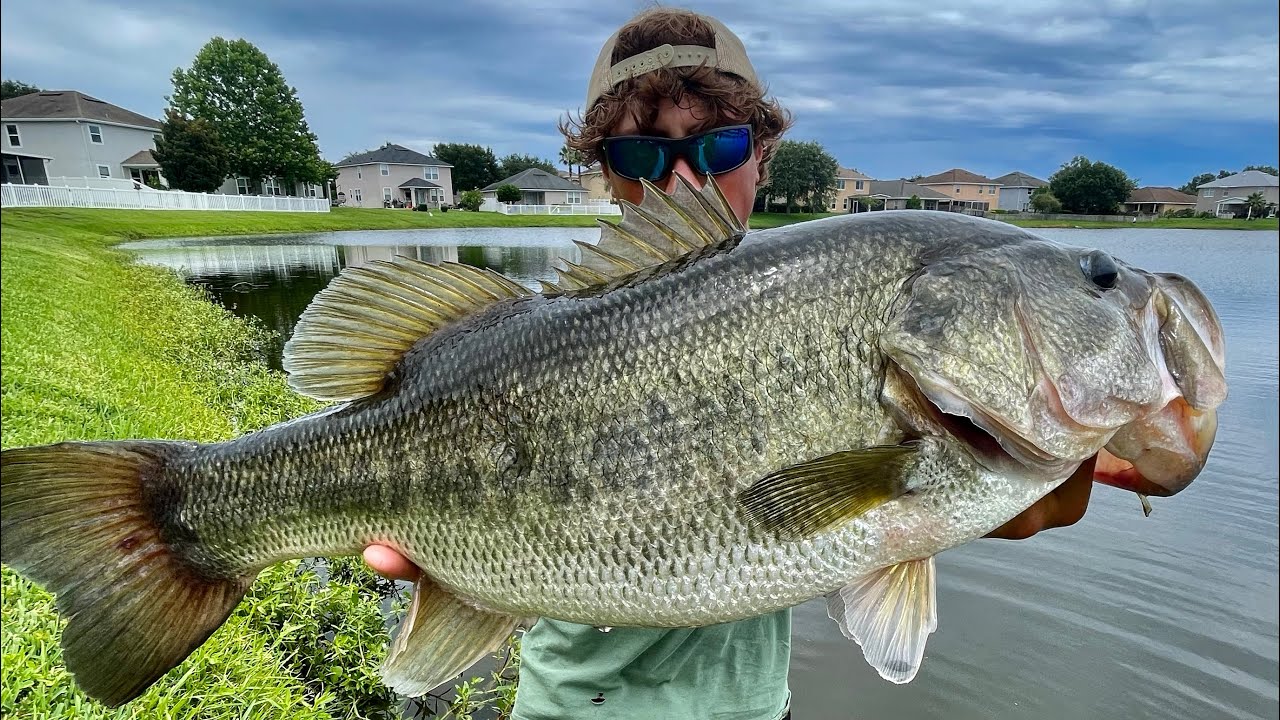 Catching MONSTER BASS In SMALL Ponds (Florida fishing)