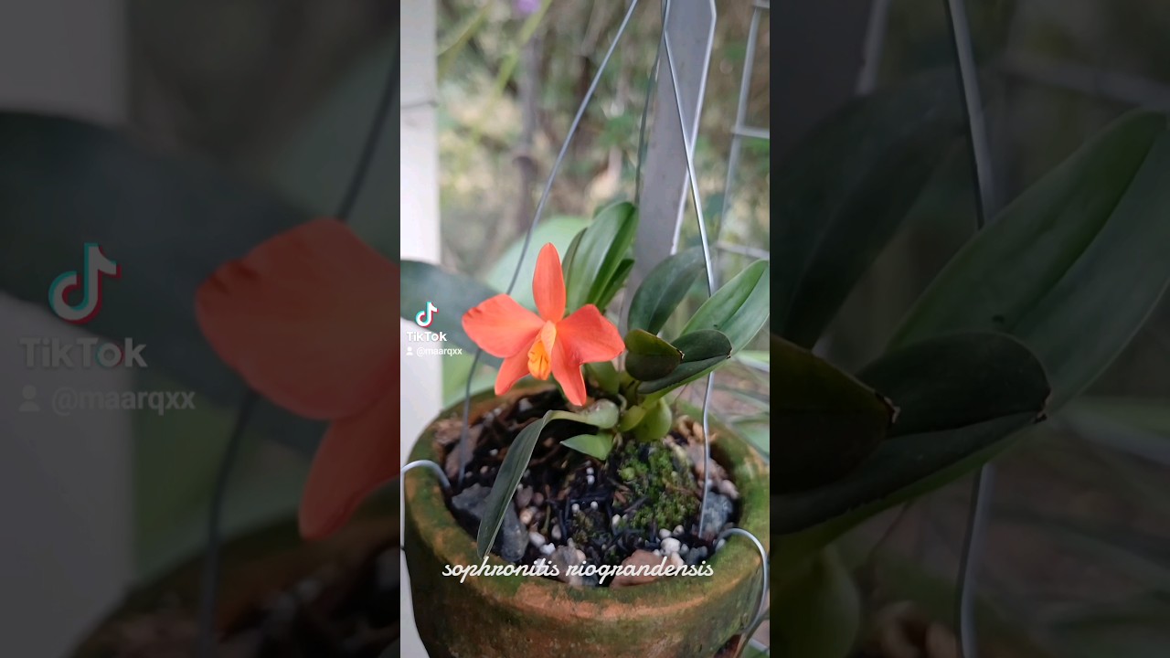 sophronitis riograndensis #sophronitis so#orchid #microorquidea #orquideas