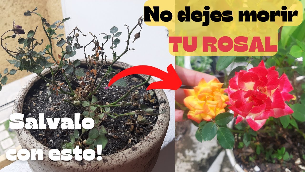 🌹Como revivir un ROSAL🌷SECO de una forma rápida y fácil