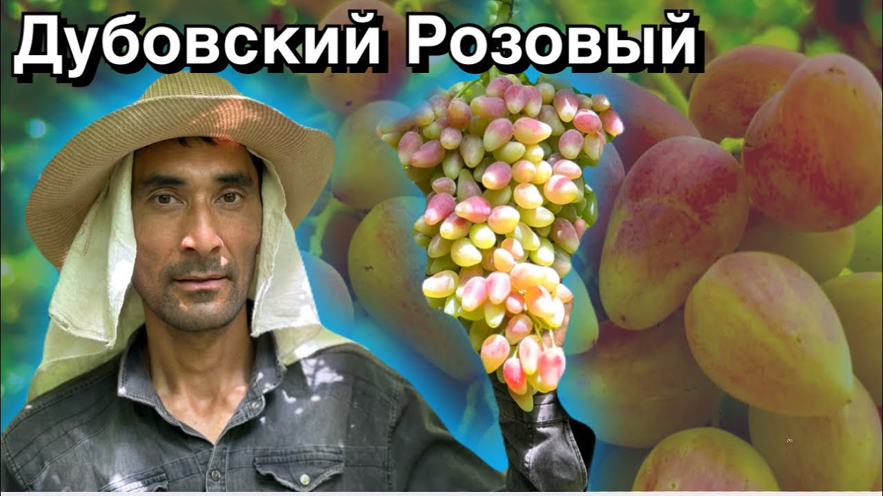 Энг катта хосил берувчи. Дубовский Розовый узуми хақида сиз билмаган малумотлар. #uzum