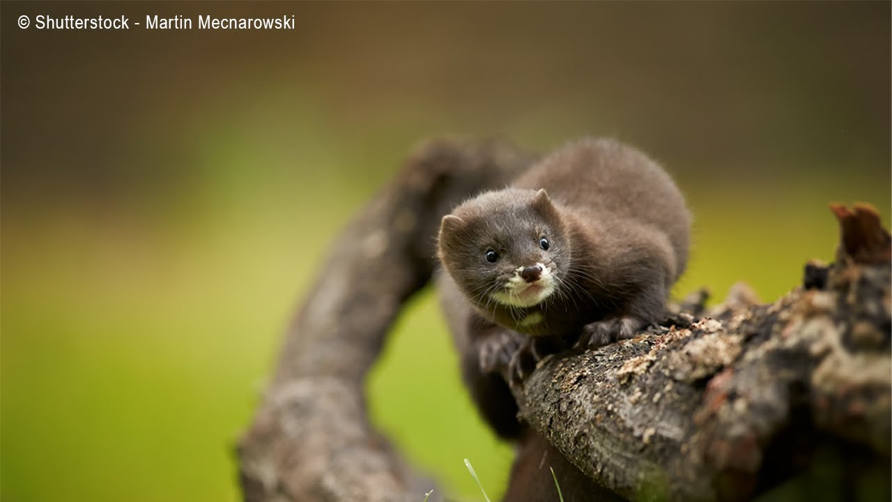 European mink populations have plummeted by 90% #LivingPlanetReport