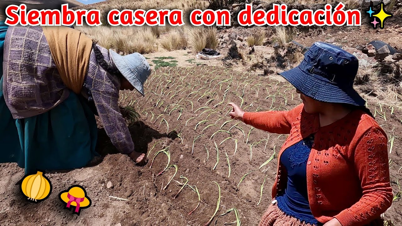 ¡Así siembro cebollas en el campo! 🌱🧅✨ | CHOLITA ISABEL