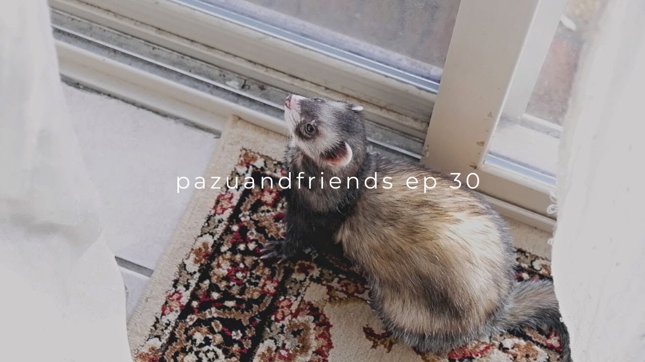 Slow Days of Winter & Camping w/ Ferrets! | Episode 30