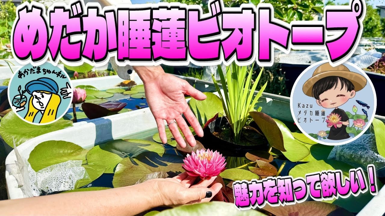 【メダカ】めだか睡蓮ビオトープ！睡蓮の魅力を全力で伝えたい！（メダカと睡蓮は抜群に相性がいいです）