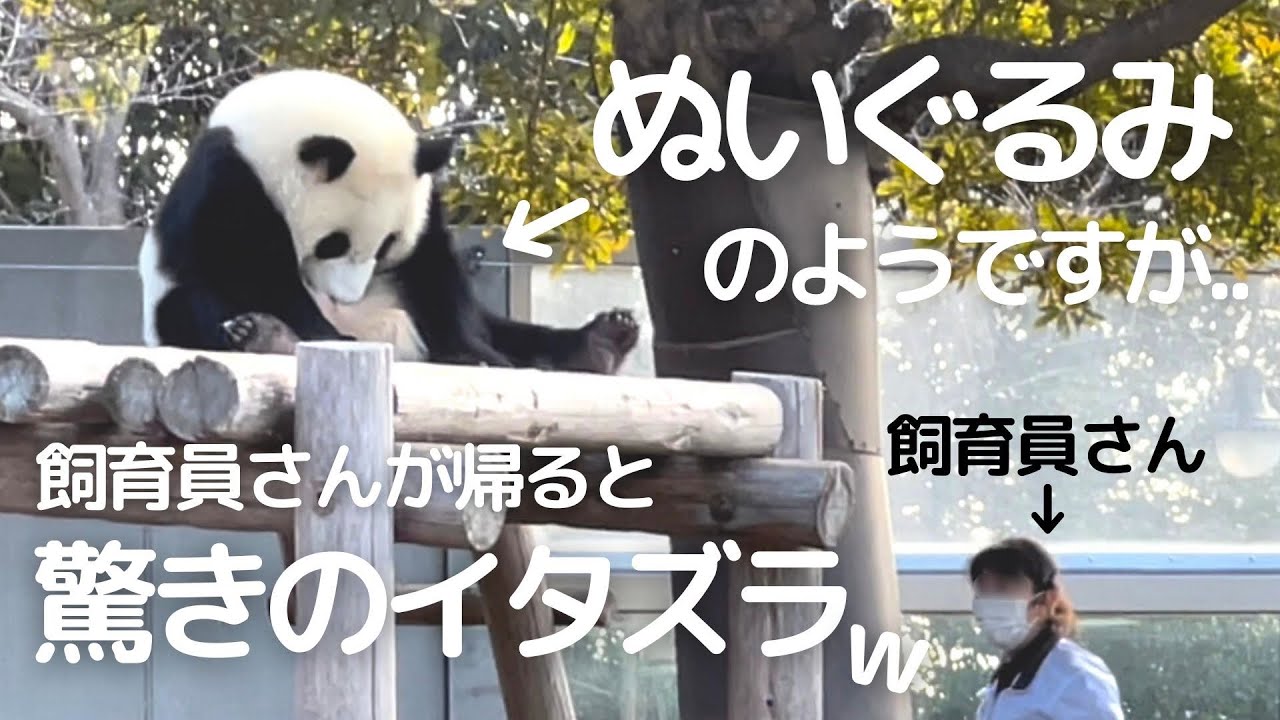 静かに..しでかすことが派手😂帰宅前にまさかのイタズラ劇場w飼育員さんもビックリの悪さしてる子パンダ楓浜🍁