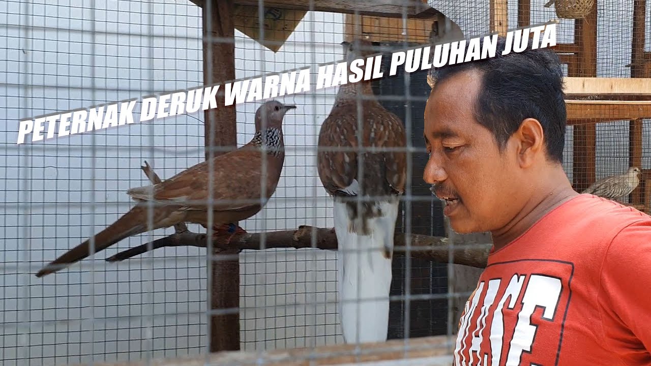 PETERNAK DERUK WARNA SUKSES DI JOGJA