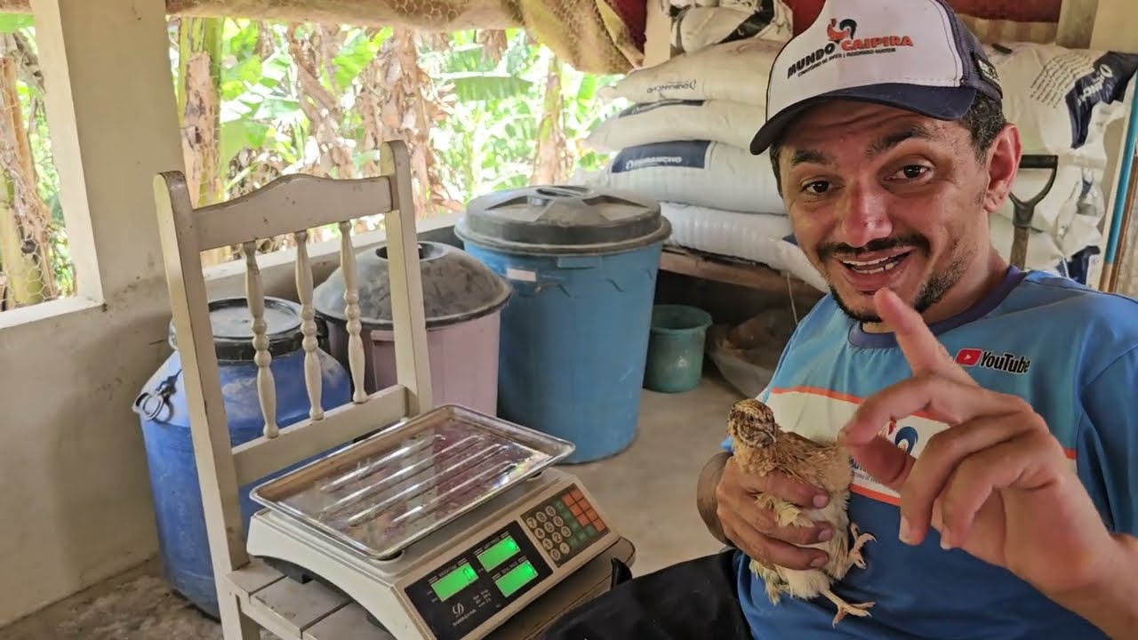 Pesando as codornas Gigantes em Reprodução
