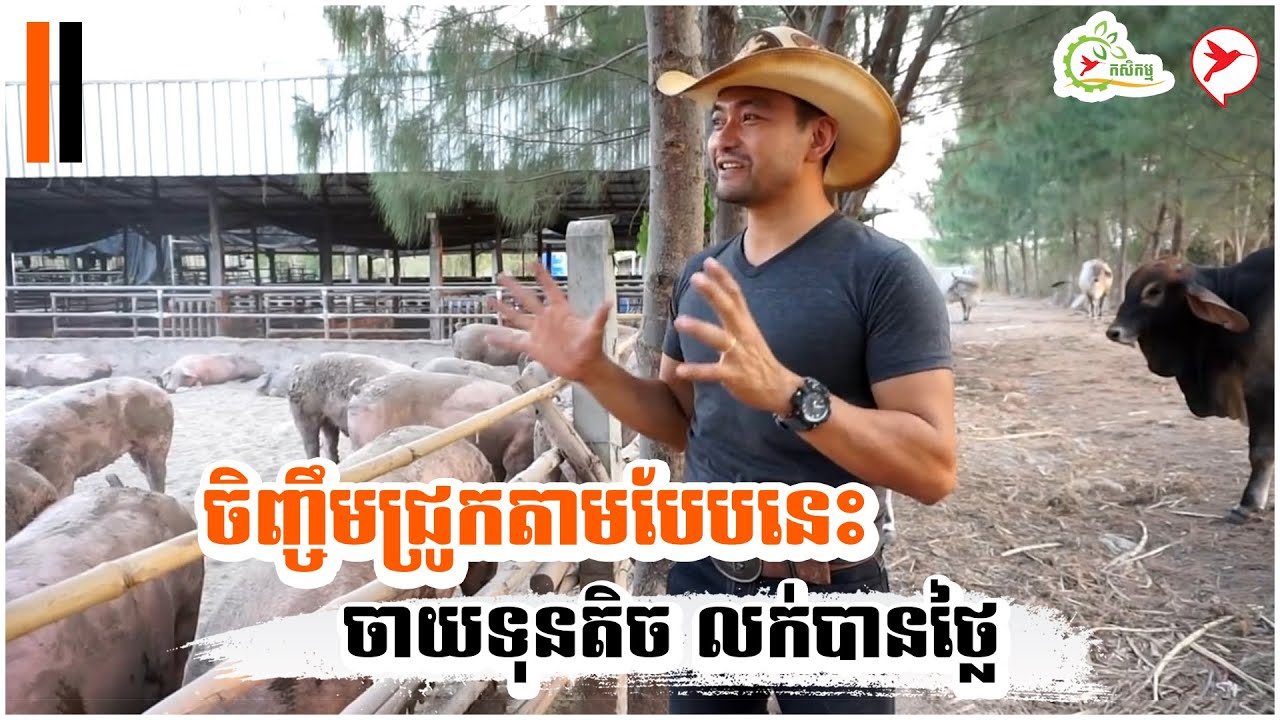 ចិញ្ចឹមជ្រូកតាមបែបនេះ ចាយទុនតិច លក់បានថ្លៃ | កម្មវិធីកសិកម្ម
