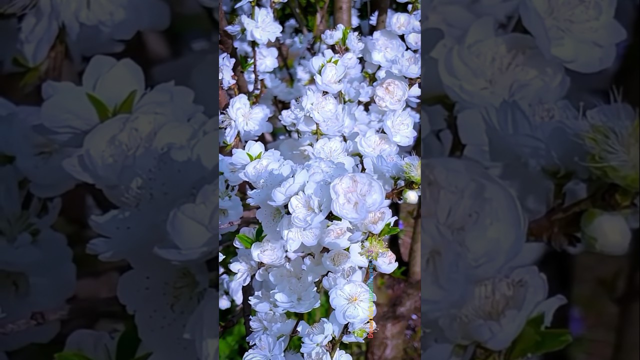 Pure White Flowers 🤍 | Nature’s Peaceful Beauty