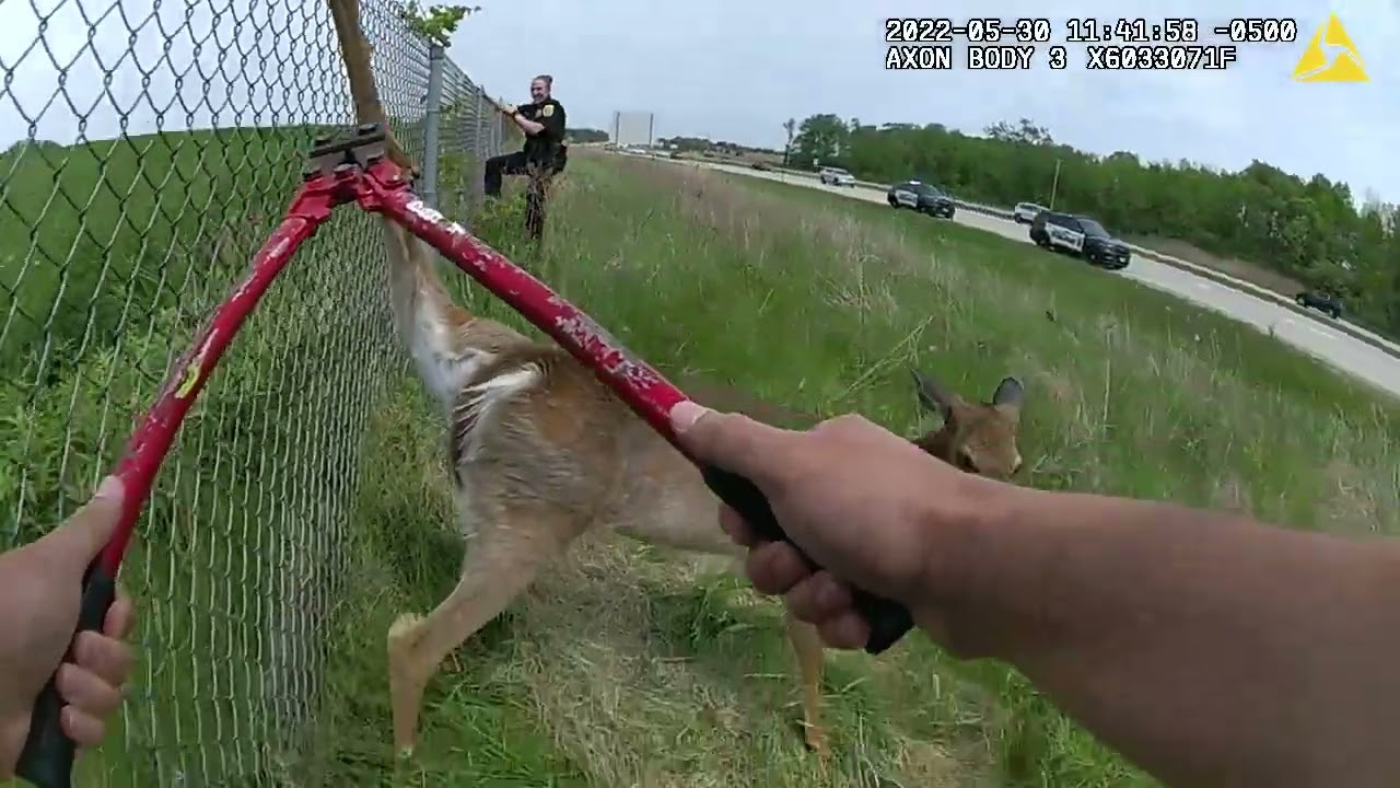 Deer Released After Caught In Fence