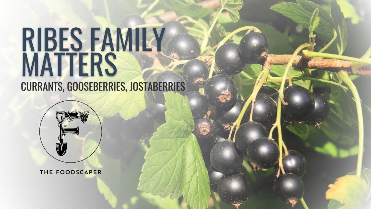 Ribes Family Matters: currants, gooseberries, jostaberries