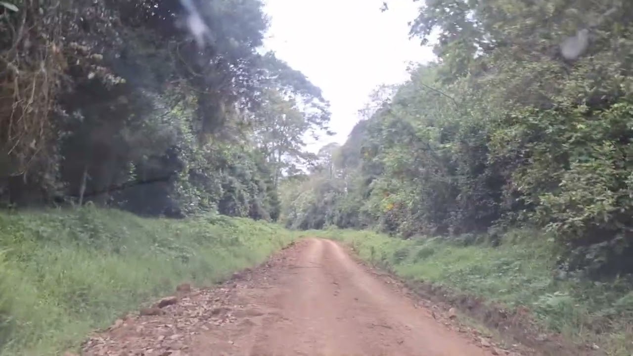 Drive with me to Lake Elis through the thick Mount Kenya forest from the Chogoria entrance #Hanabas