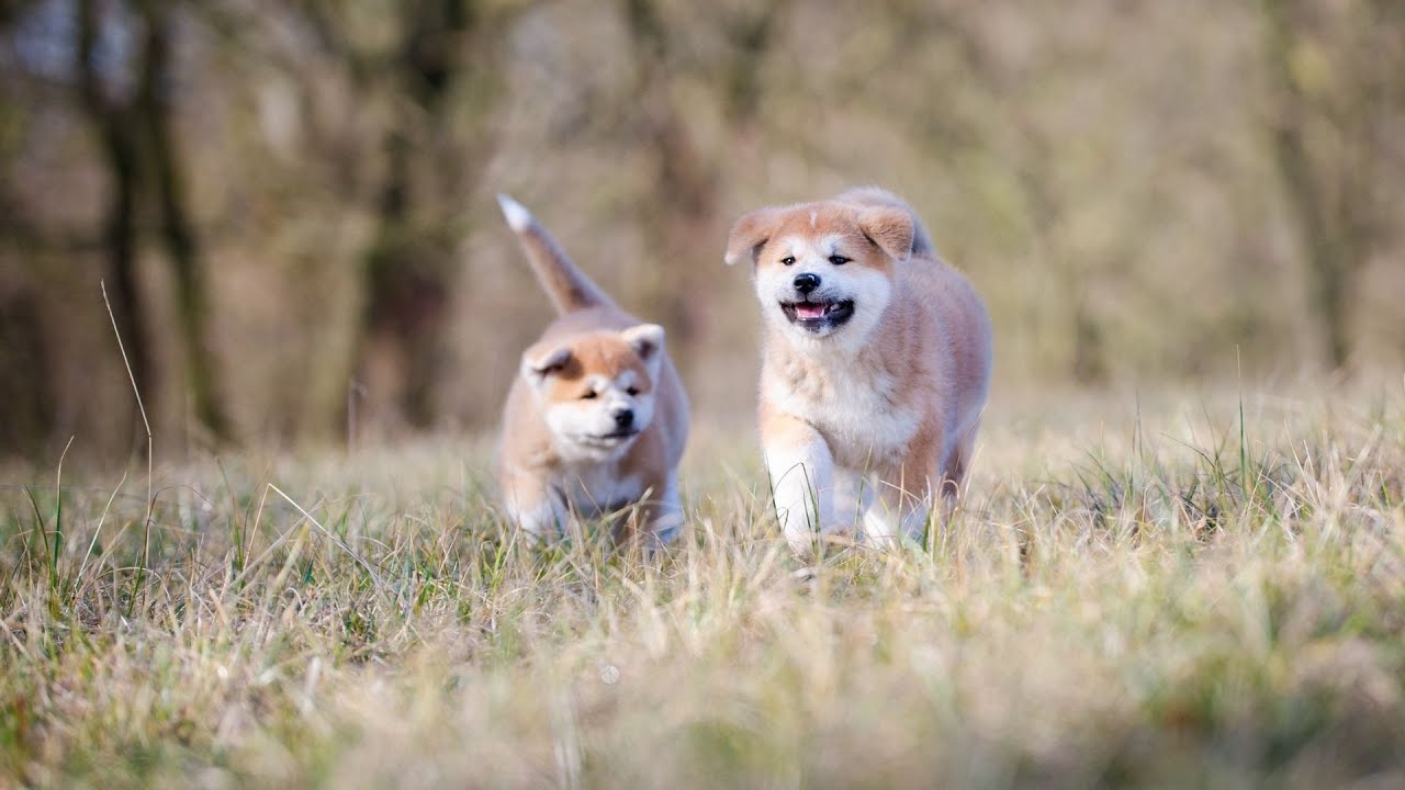 The Amazing Benefits of Akita Service Dogs: Assisting Those in Need