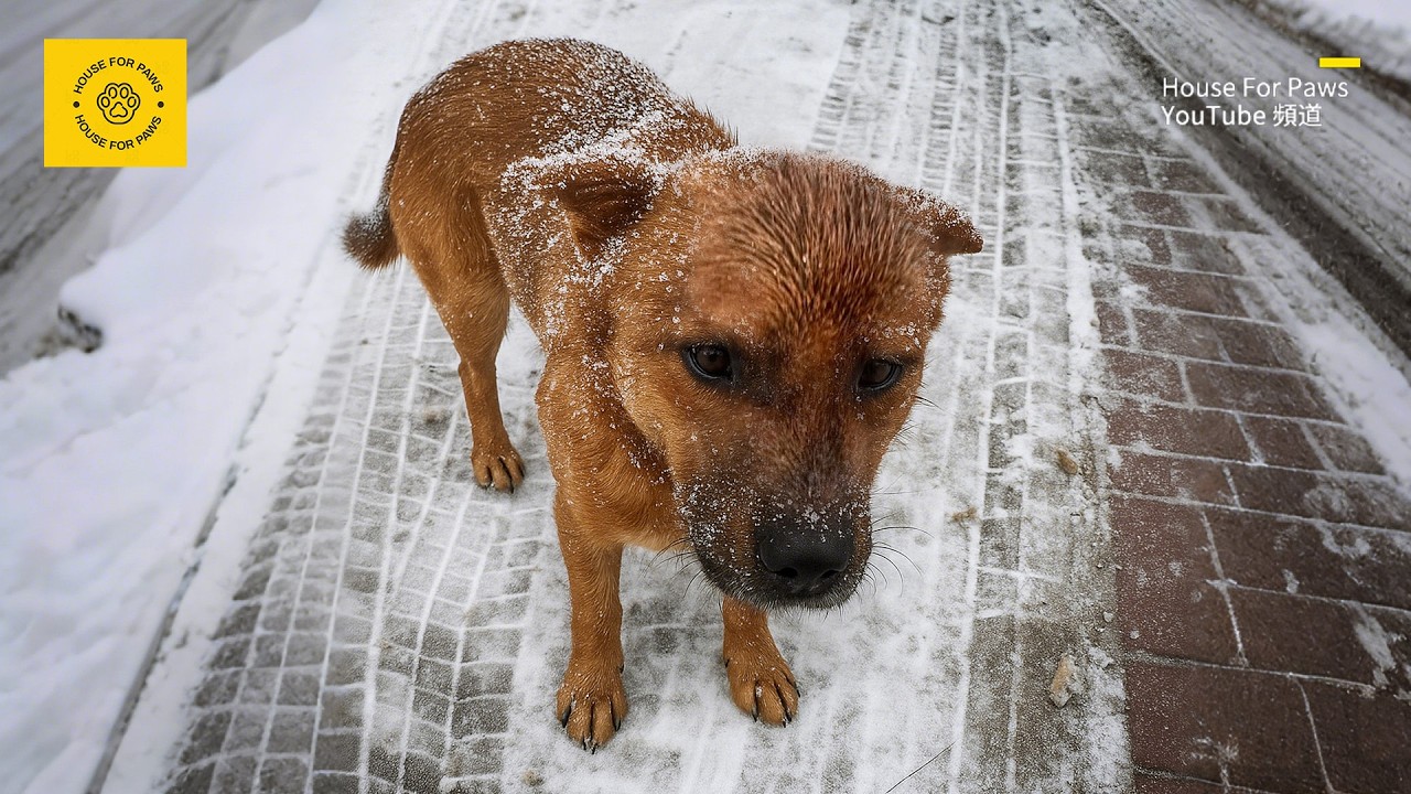 При -20°C замерзающая собака в снегу умоляла меня помочь её щенку