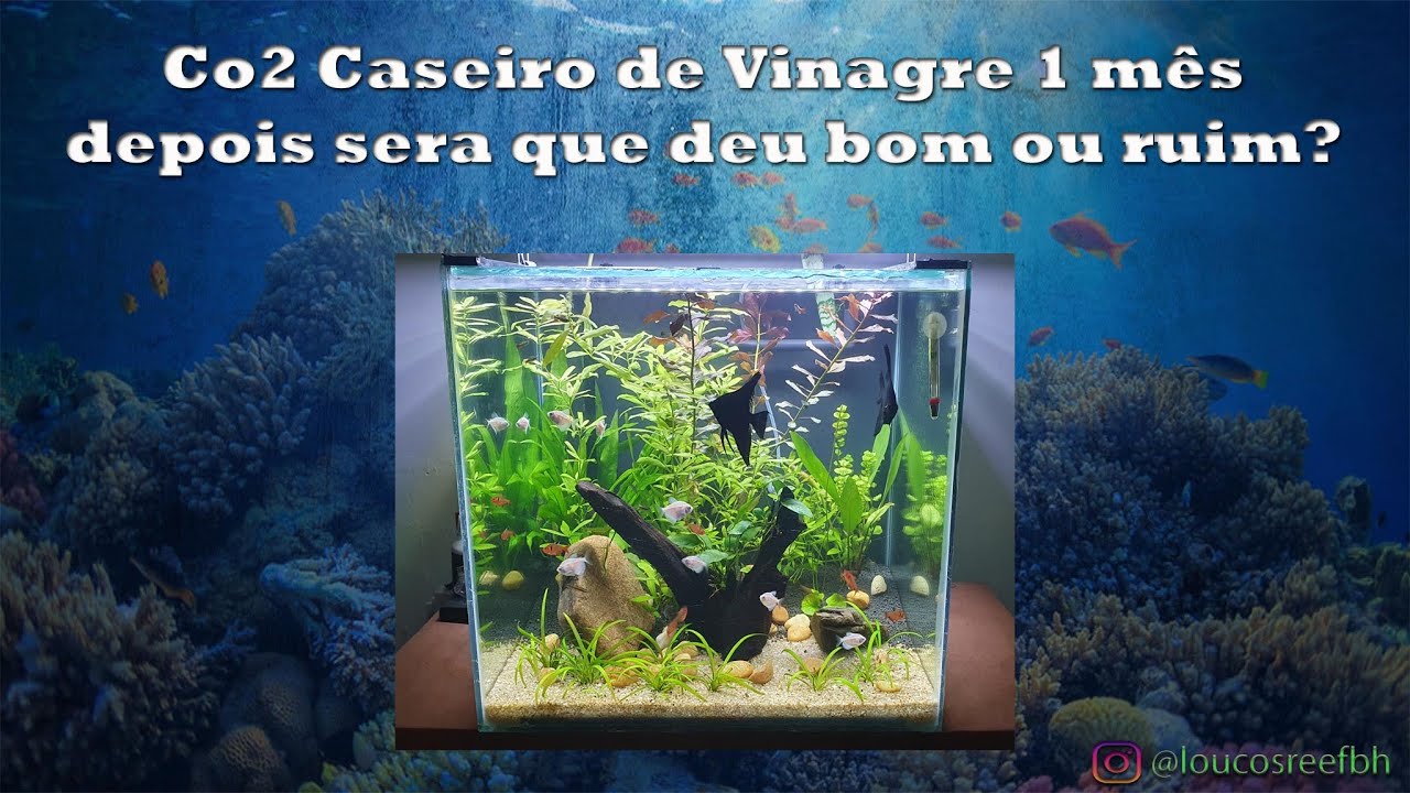 1 Mês de Co2 Caseiro de Vinagre será que deu Bom?